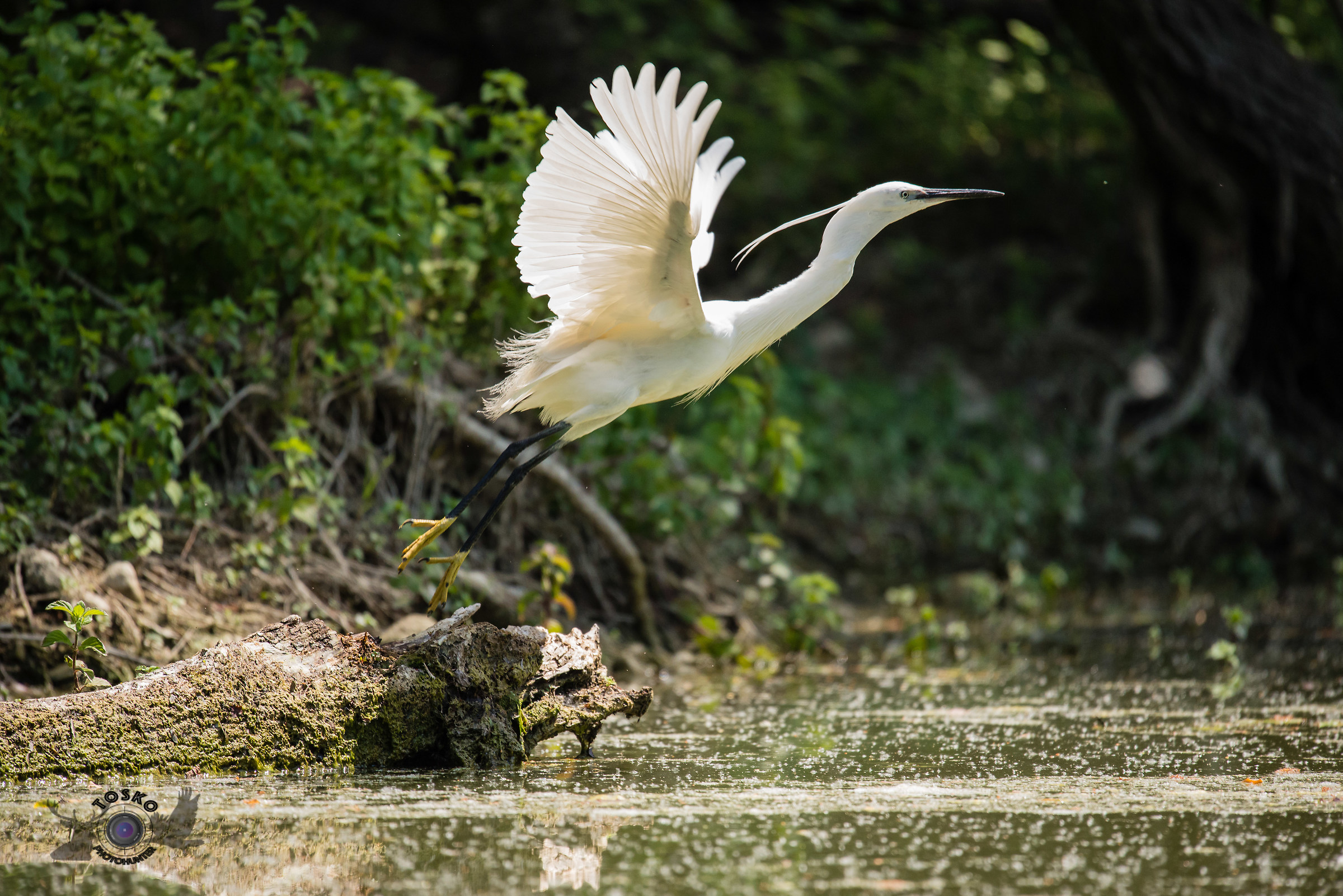 Egret