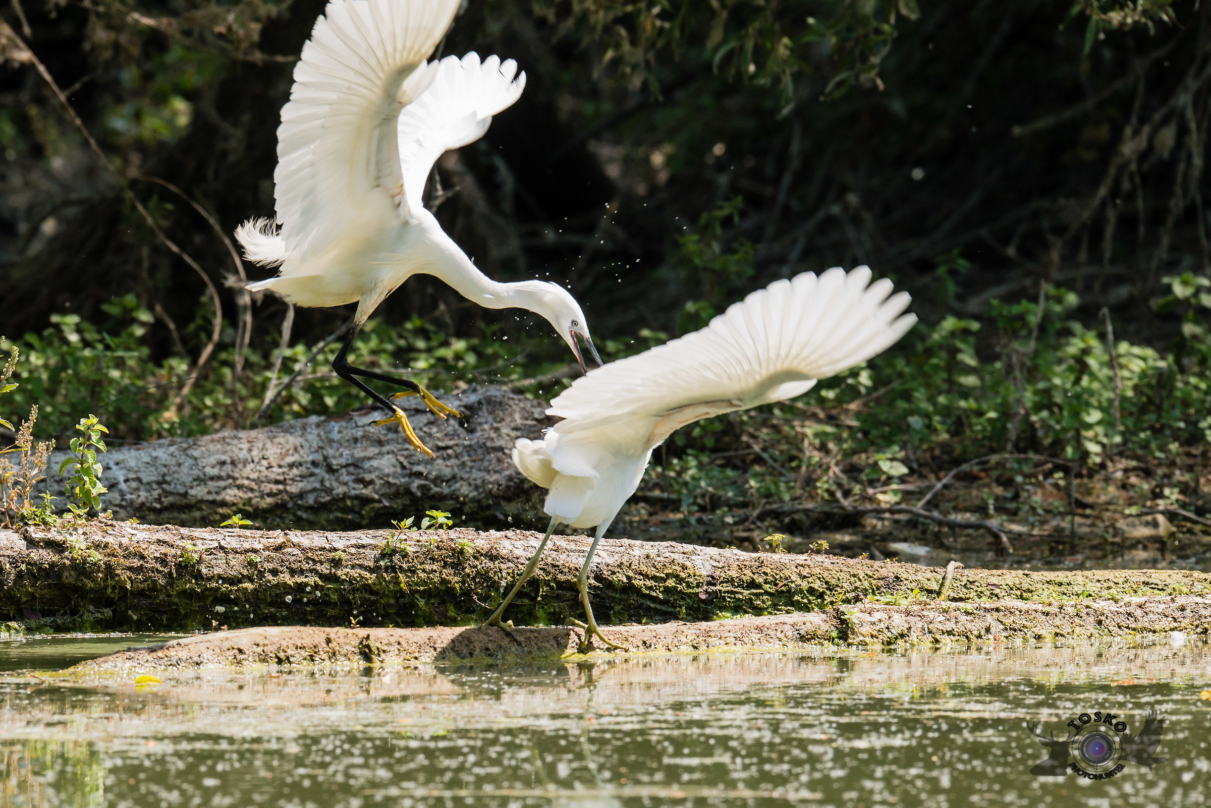 Per il  posto in prima fila.....