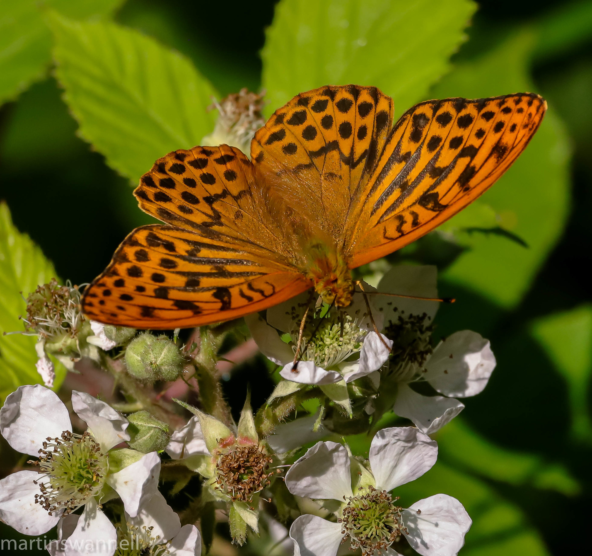 Silver-washed Fritillary