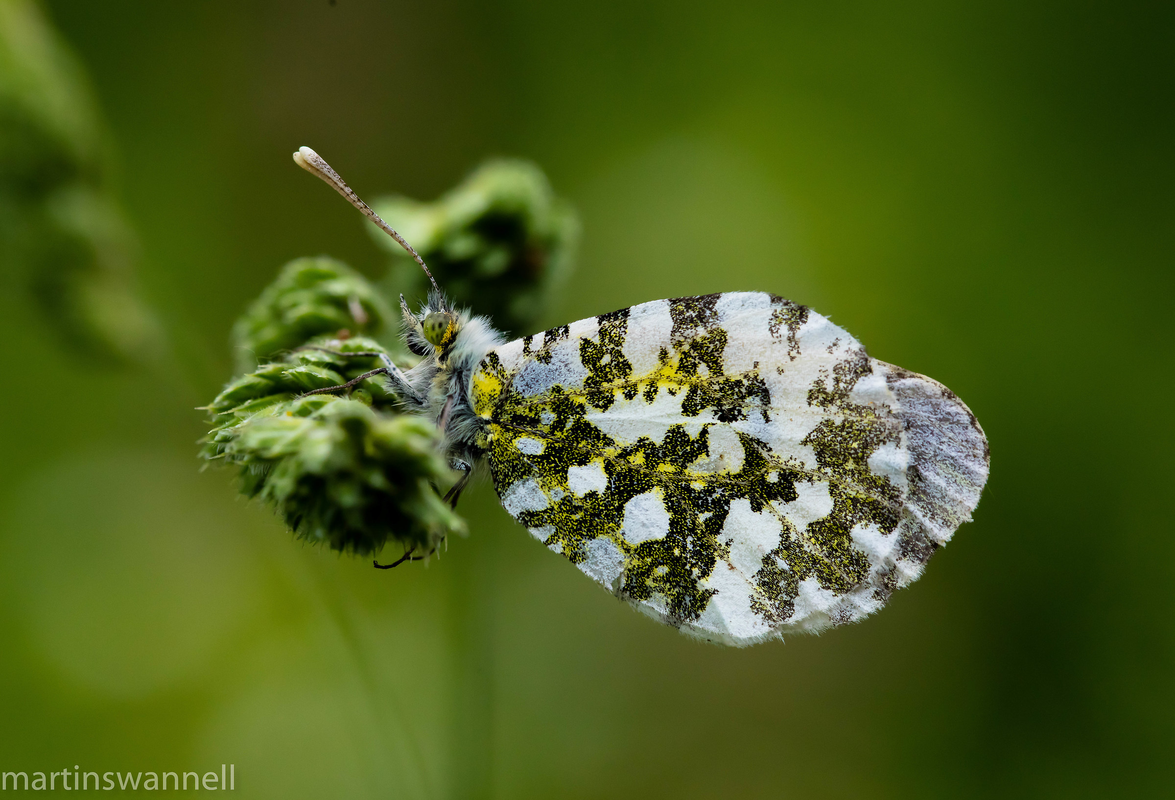 Orange Tip  female