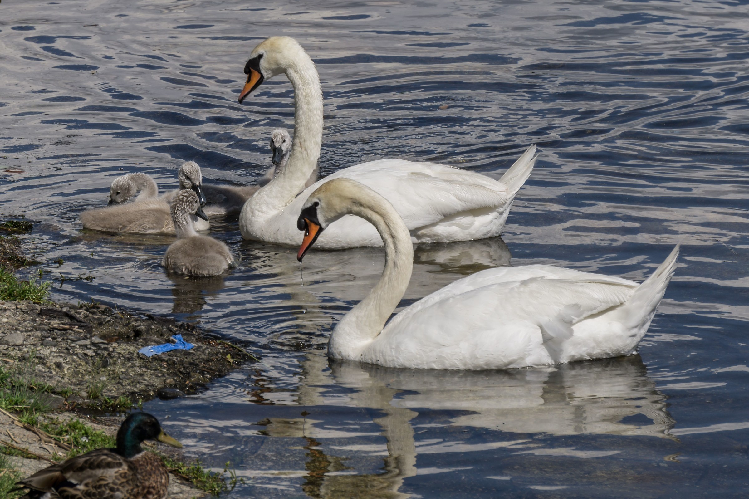 Swan family