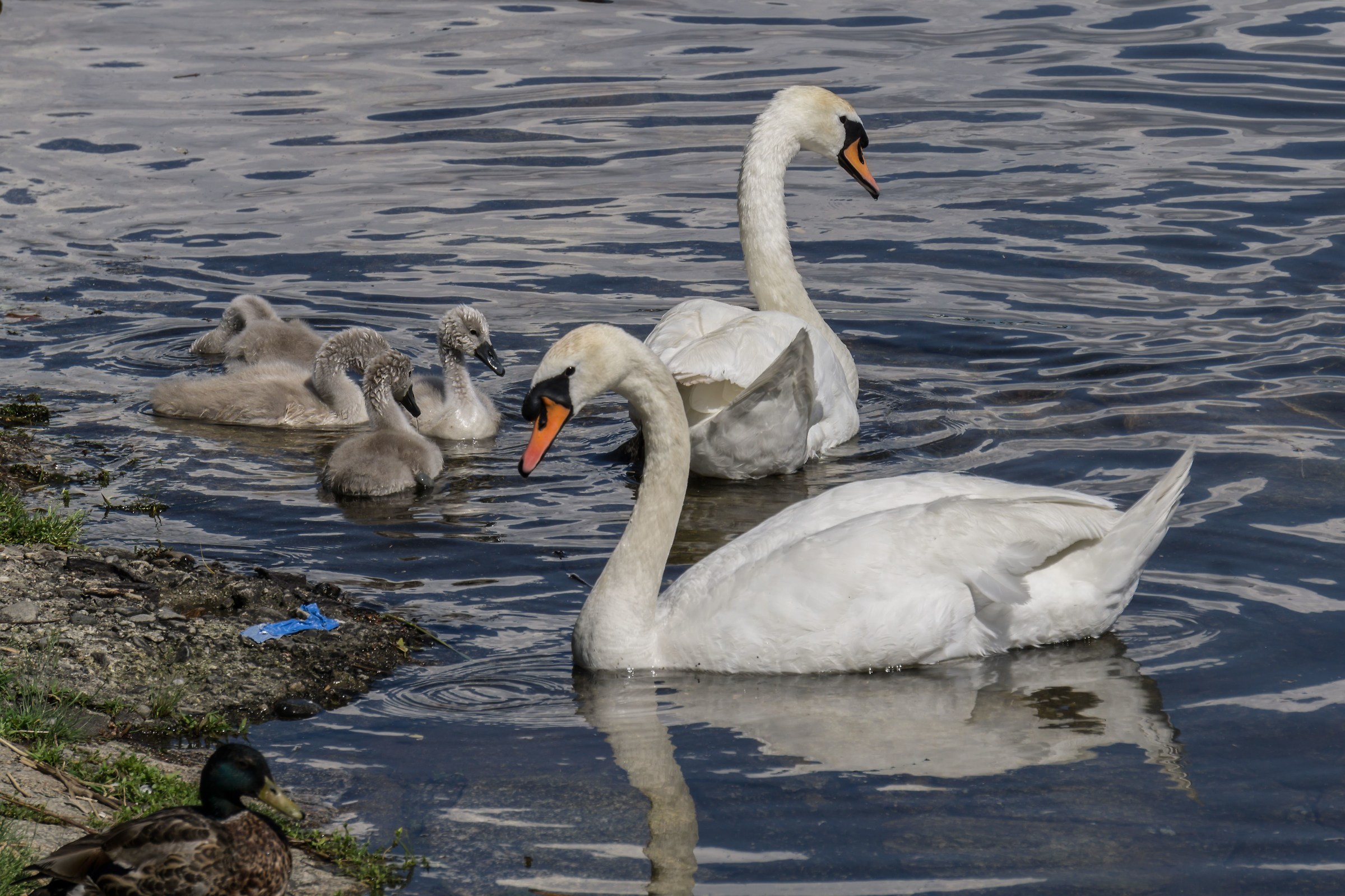 Famiglia di cigni