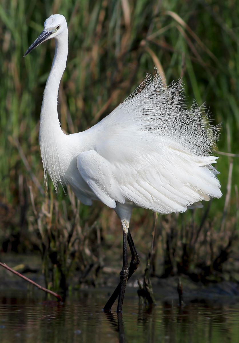 Egret