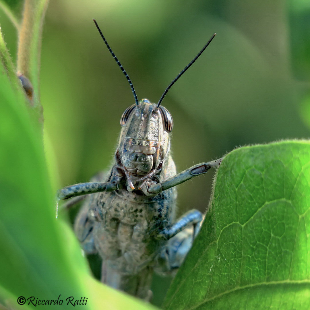 An alien in the garden