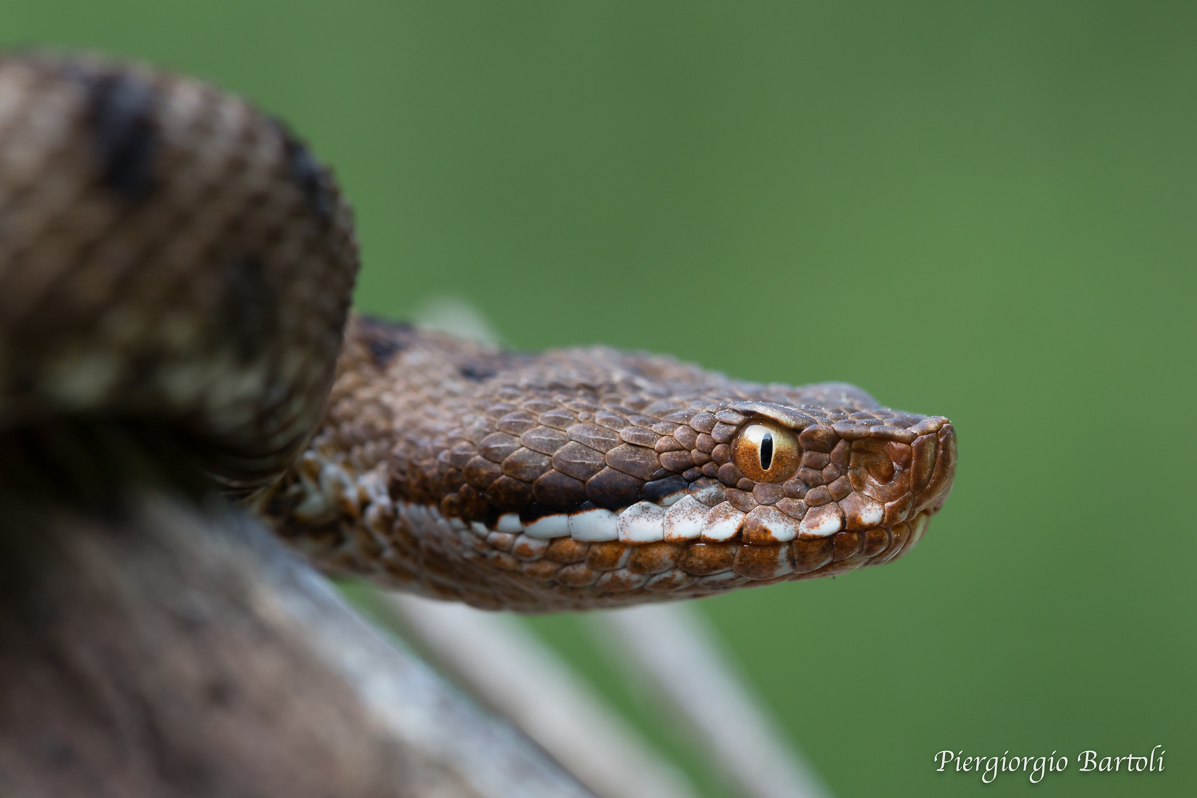 Vipera aspis femmina