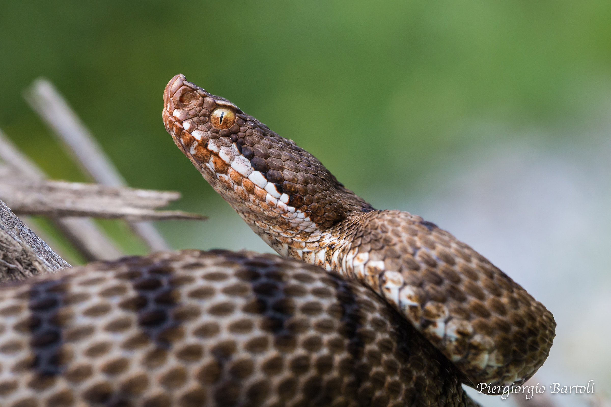 Vipera aspis femmina