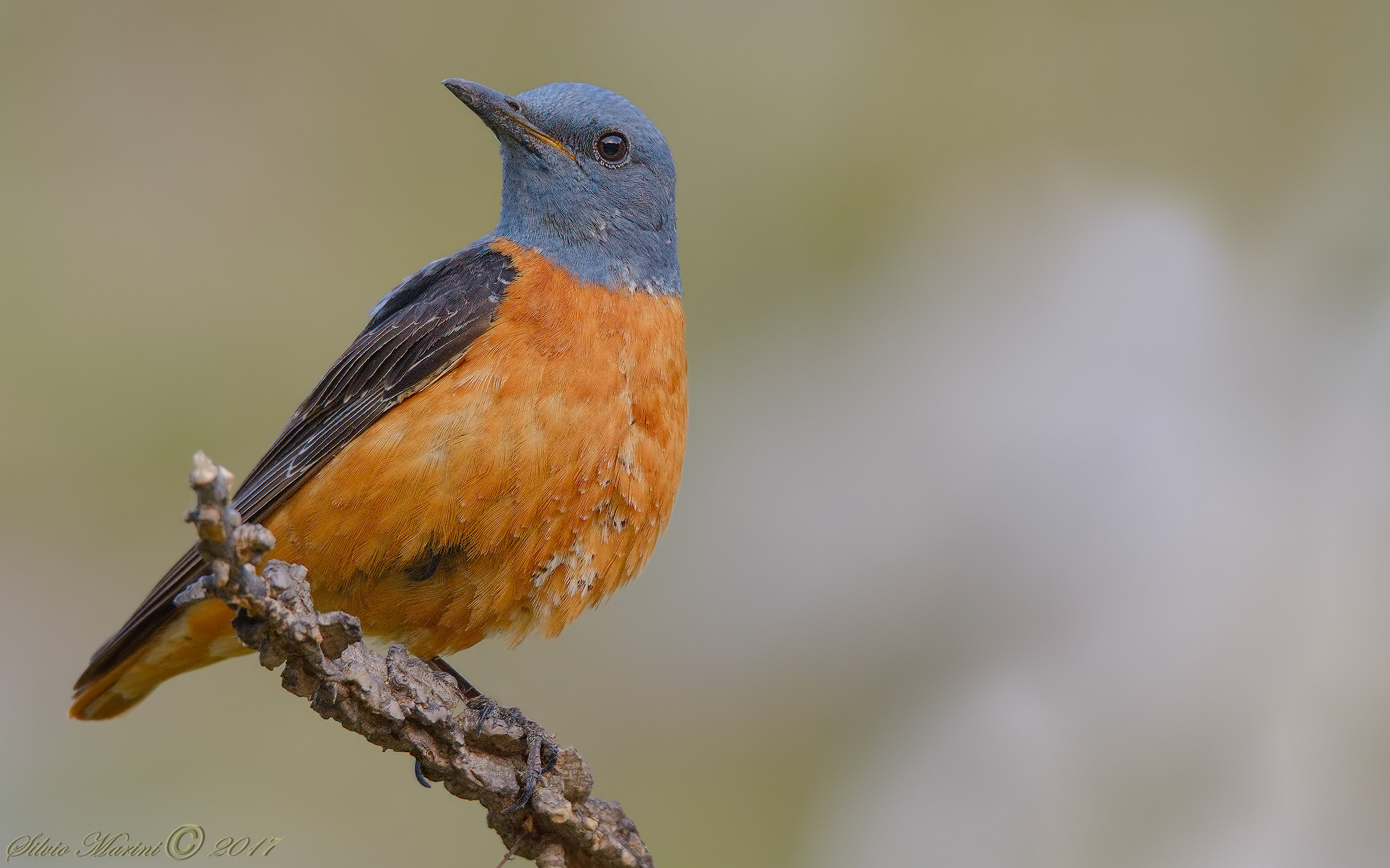 Il classico Codirossone non sulla solita roccia