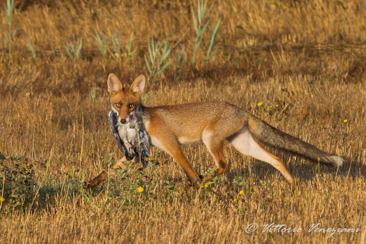 La volpe e la sua preda