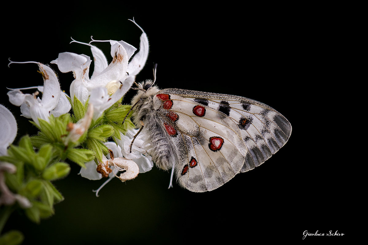 Parnassius apollo