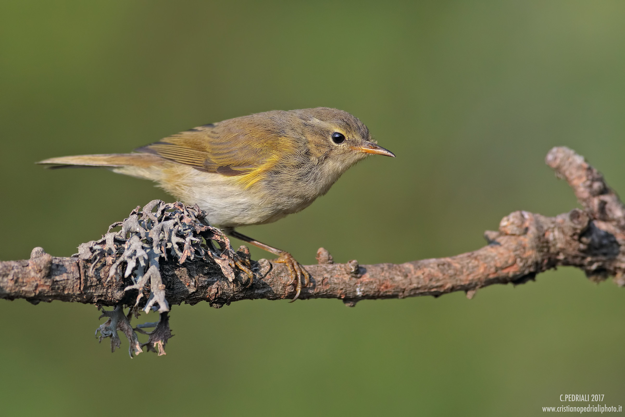 He was small on a green background ...