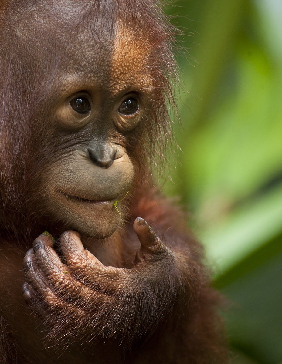 Ritratti da Primati 1