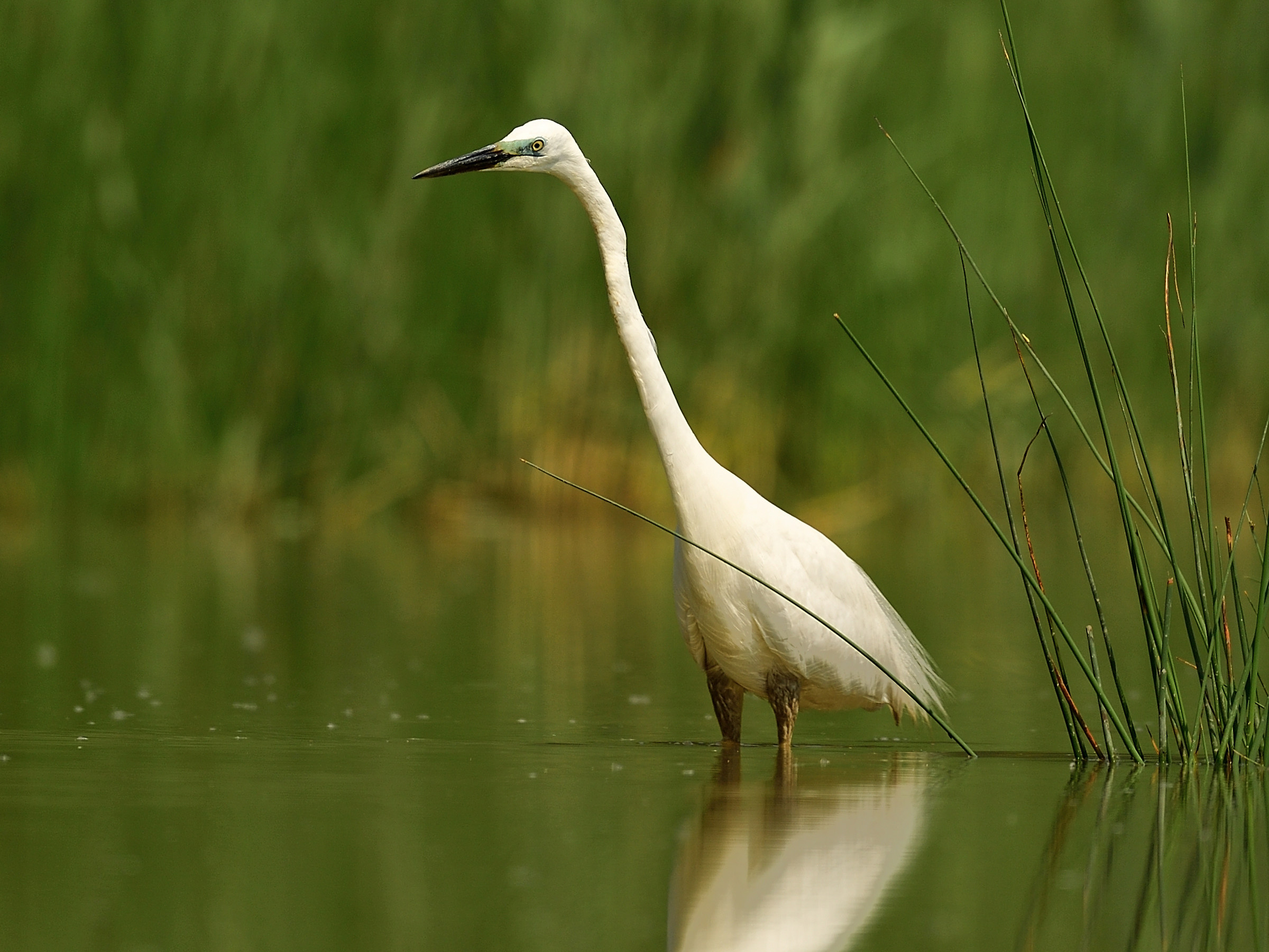 airone bianco maggiore in abito nuziale