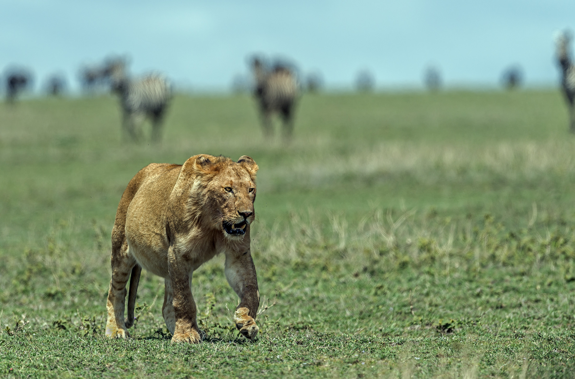 Tanzania 2017 - A pancia piena