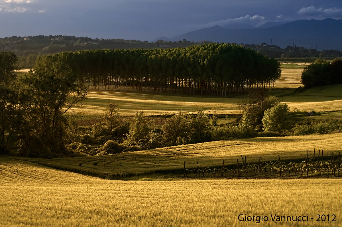 Grano al tramonto - GoldenHour