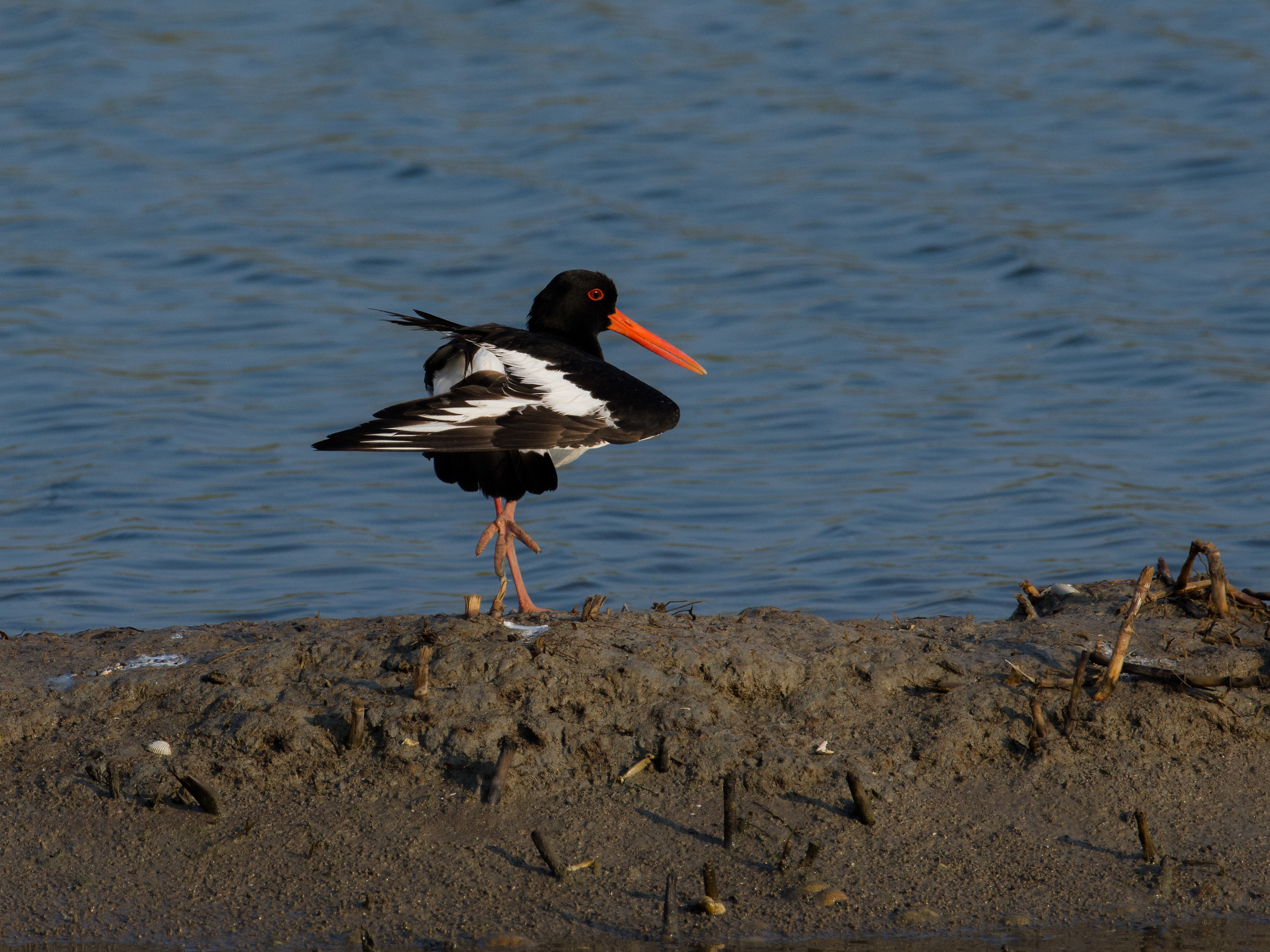 La danza della Beccaccia