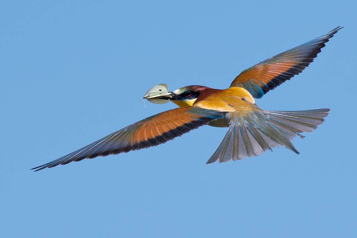 Gruccione in volo con preda