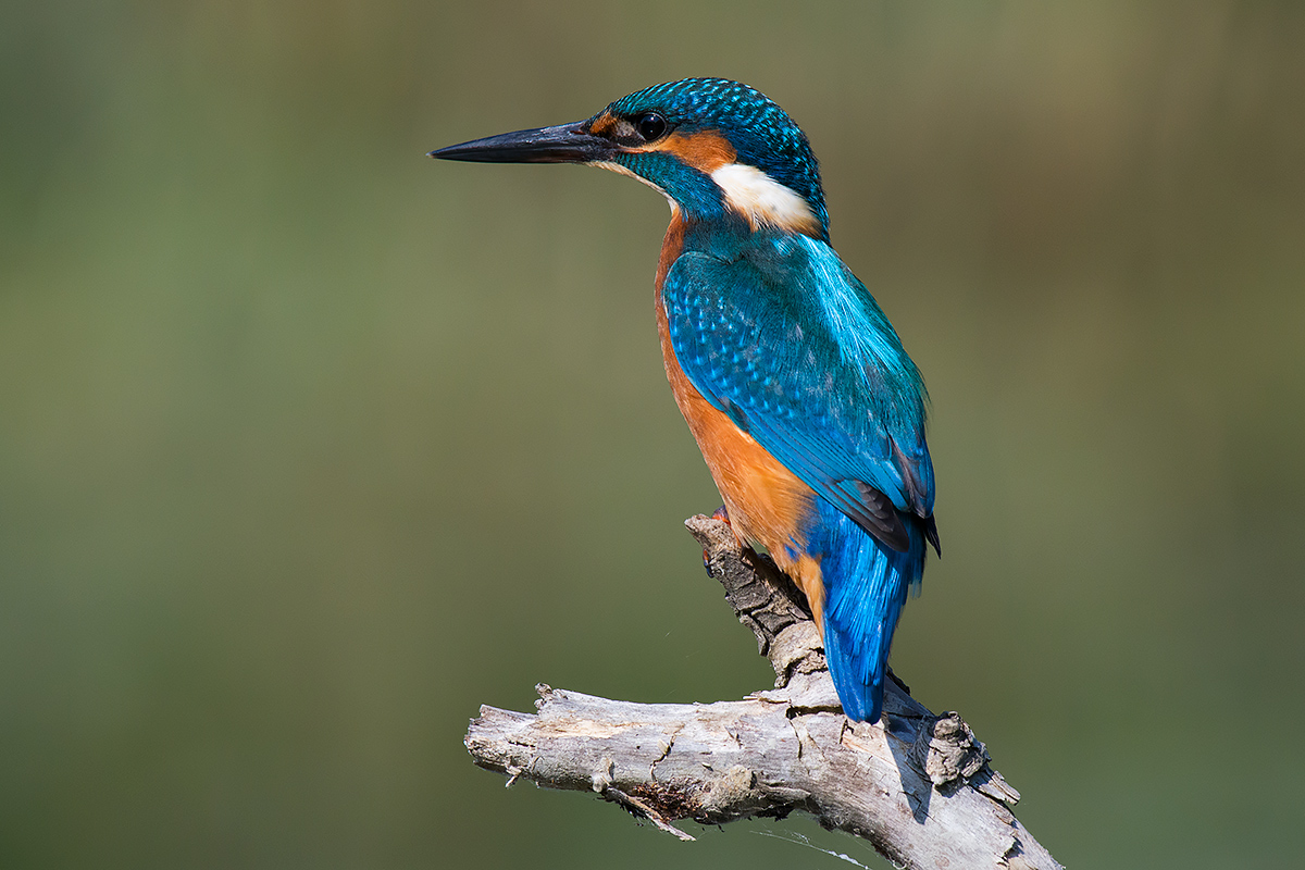Kingfisher