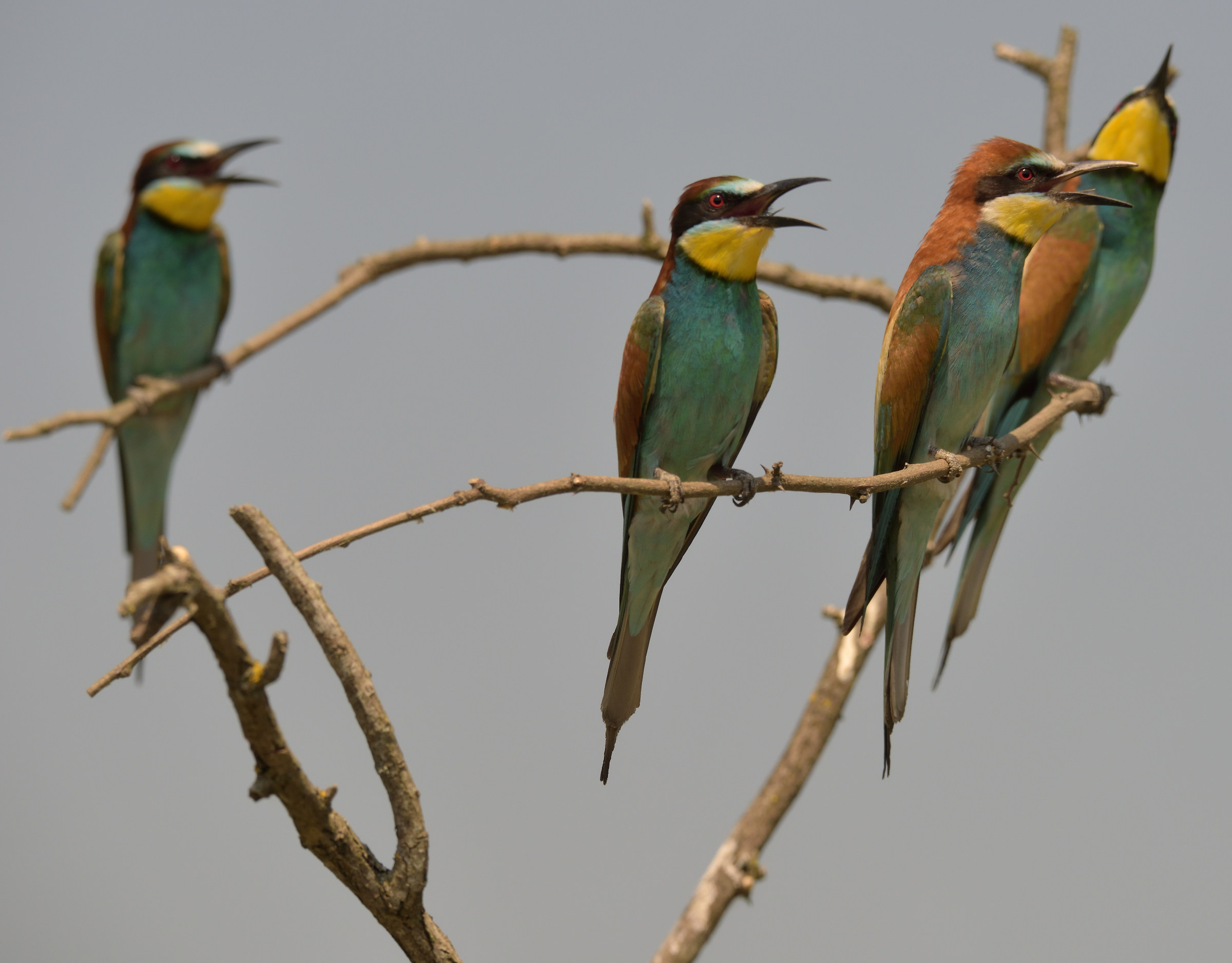 bee-eaters