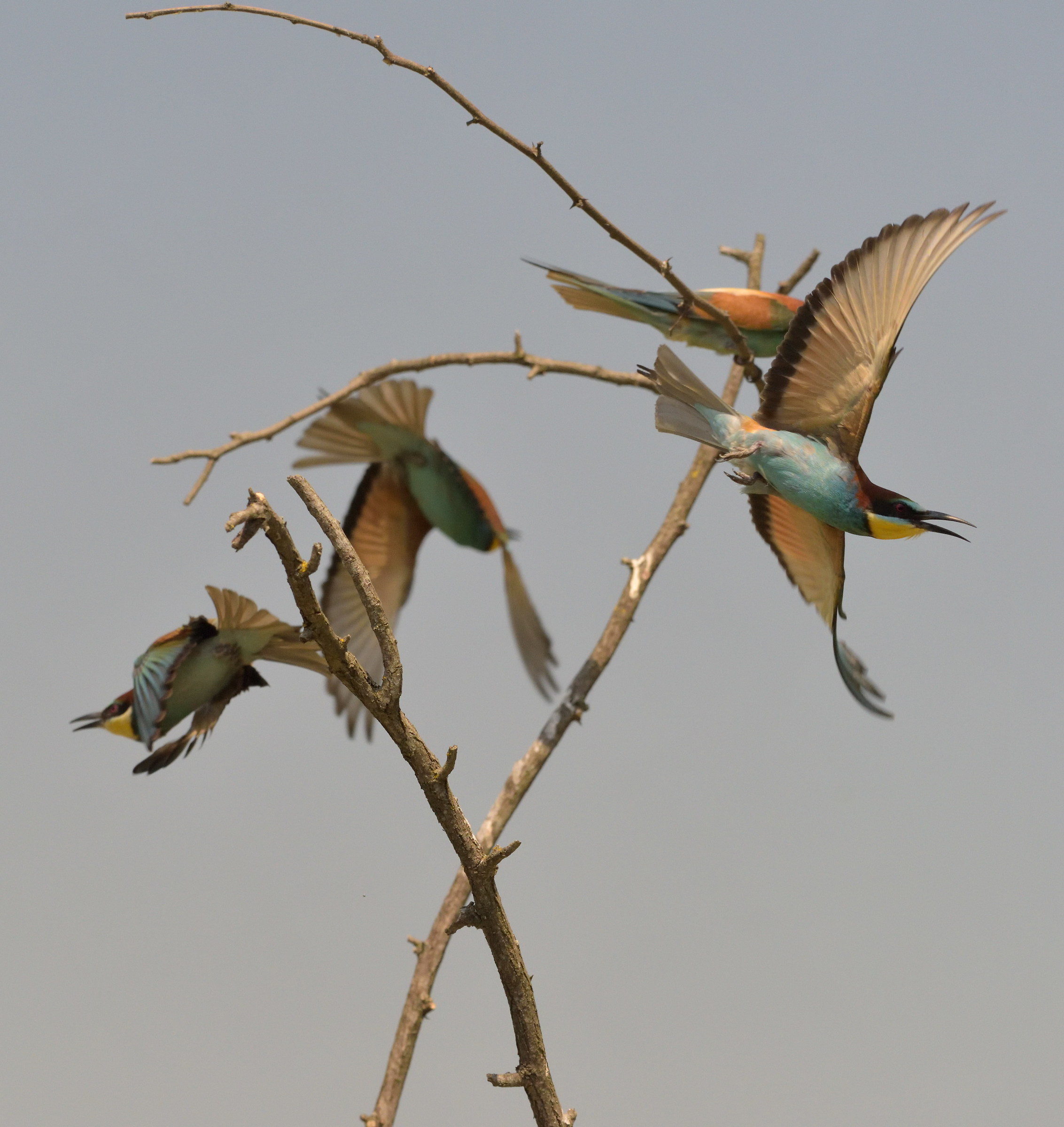 General escape fugitives .... grooms