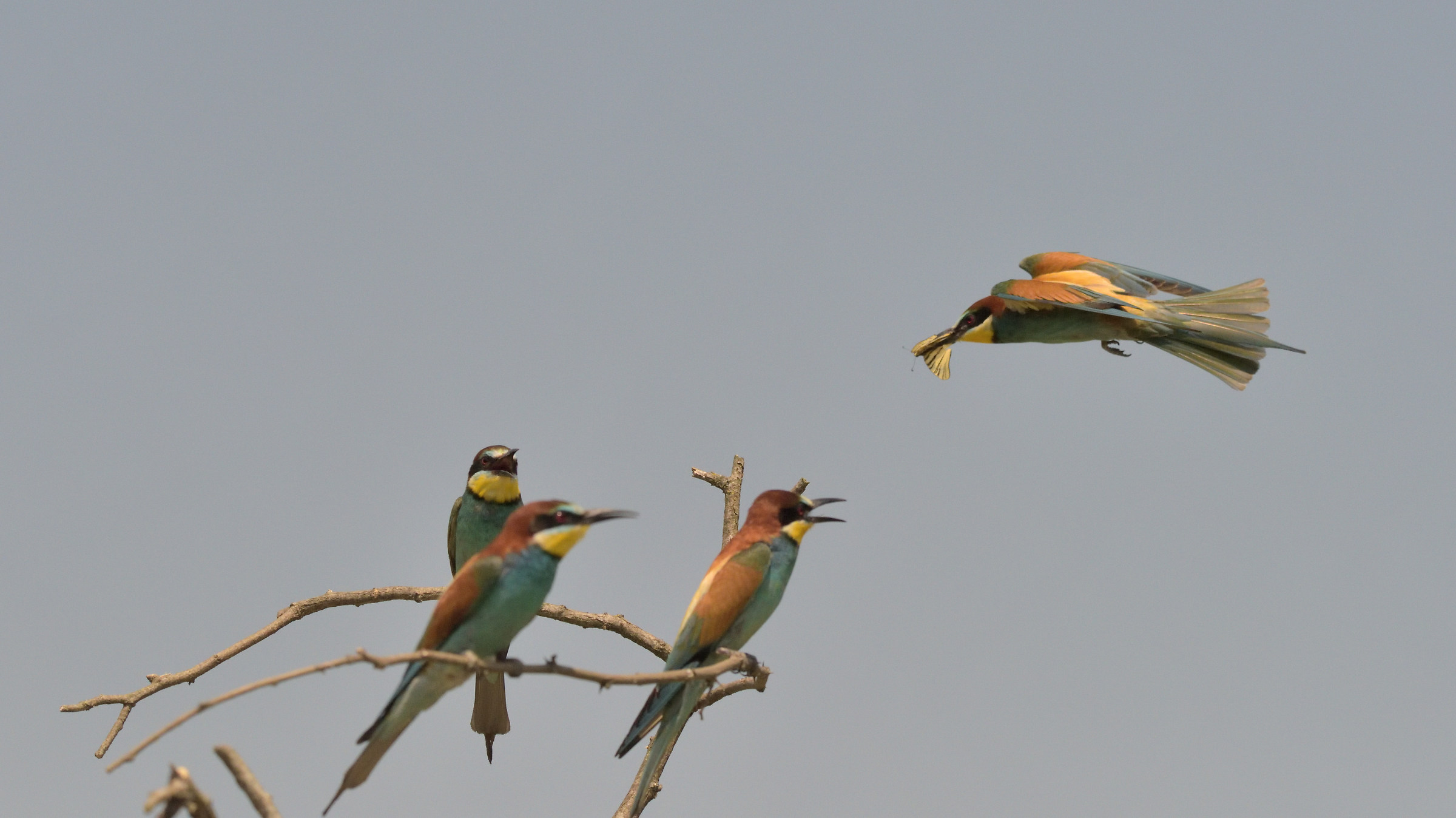 Dumbbell with butterfly