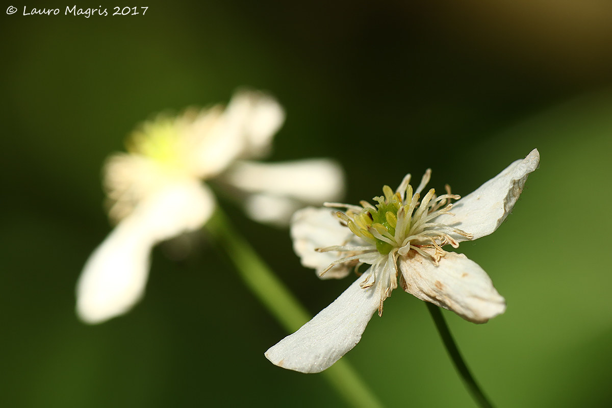 Plank leaves with planar leaves