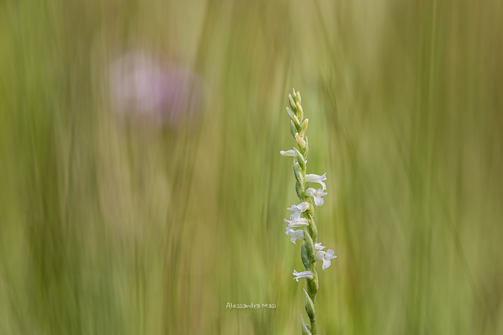 Spirantes aestivalis