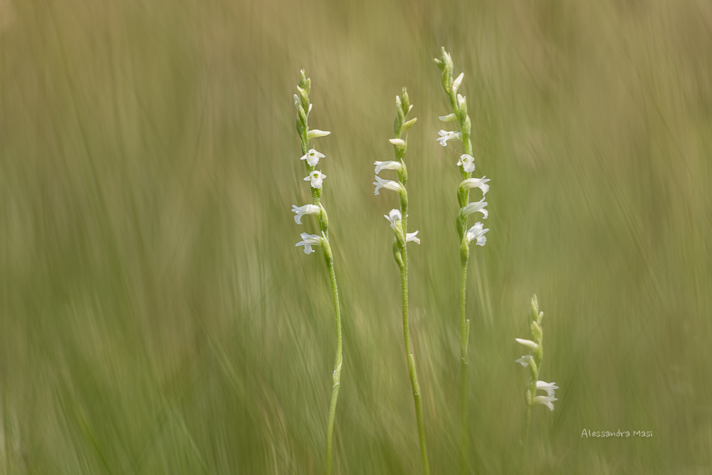 Spirantes aestivalis 2