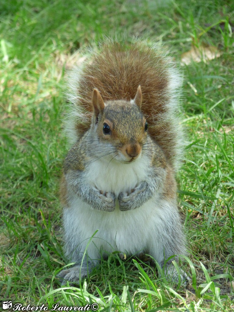 North American Gray Squirrel (Sciurus carolinensis)