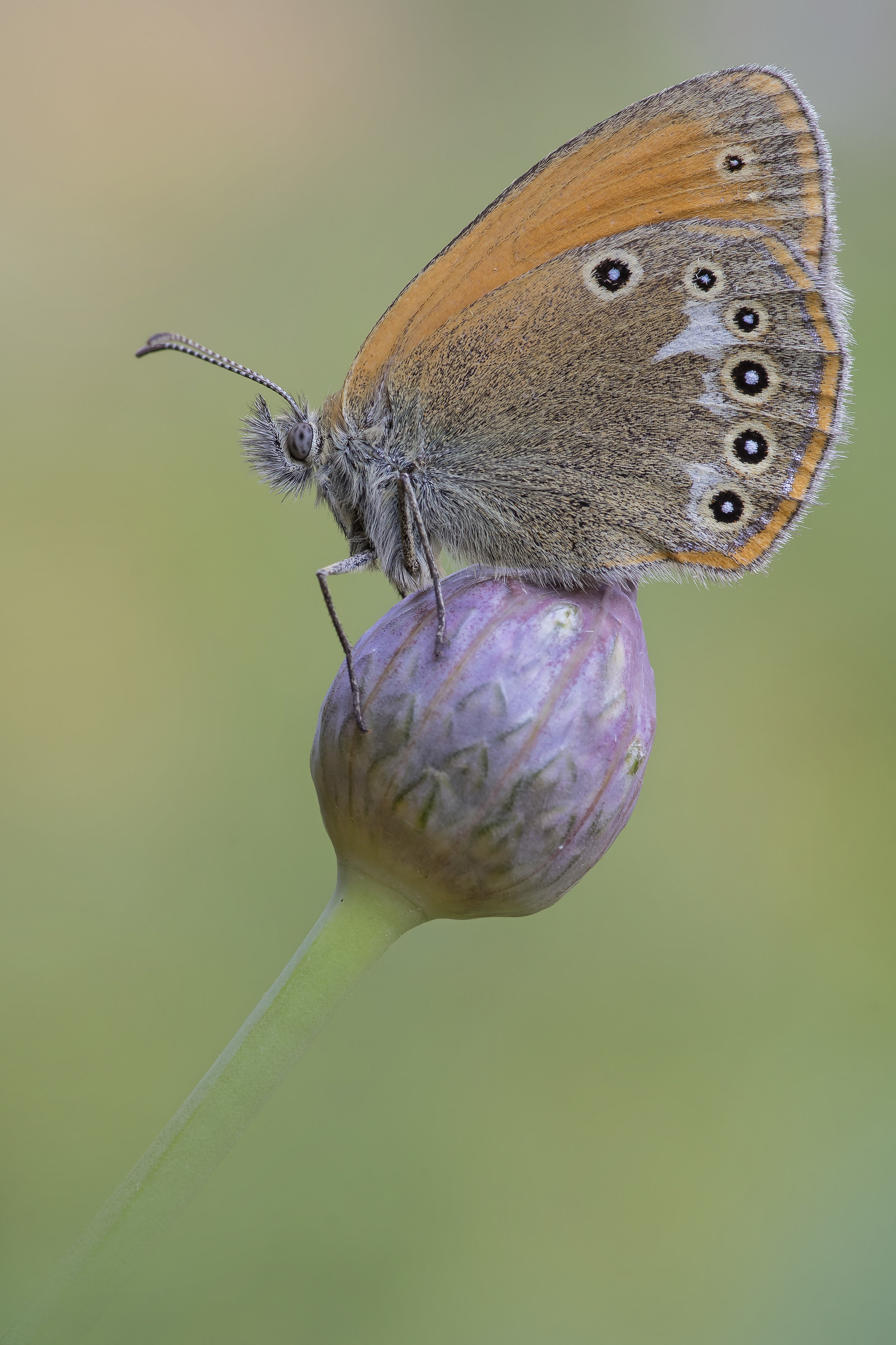 Coenonympha glycerion