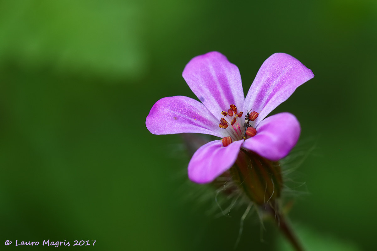 Geranium of San Roberto