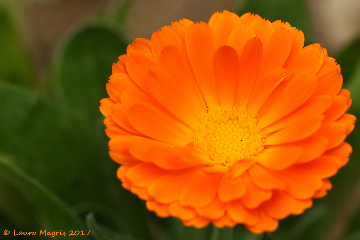 Calendula Fiorrancio