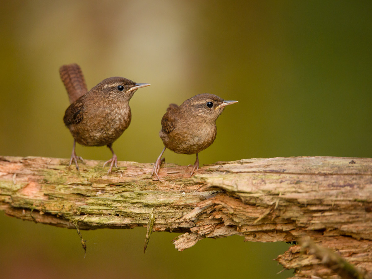 wrens