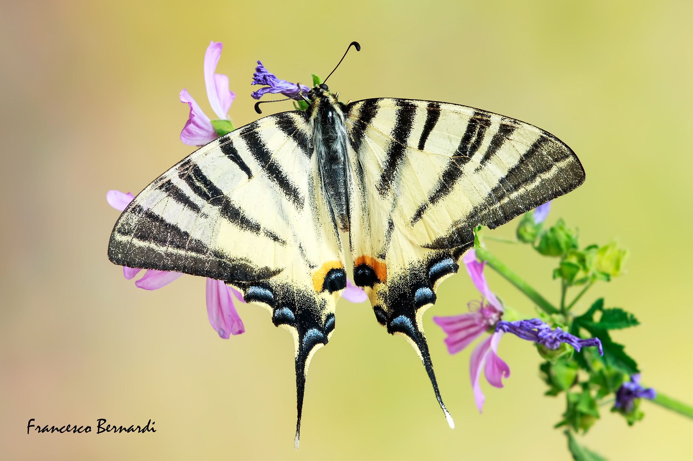 Iphiclides Podalirius 1758
