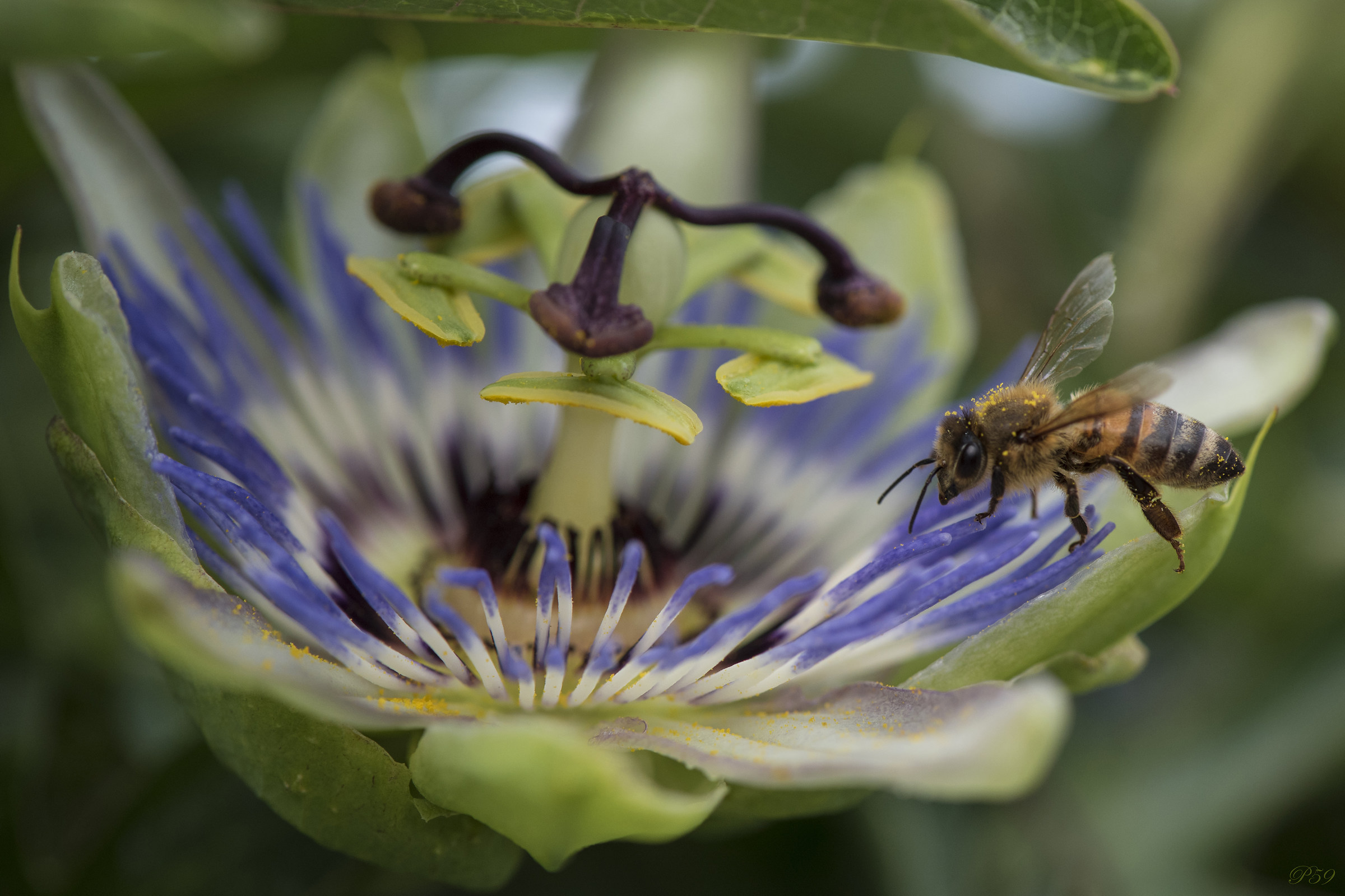 Il fiore della passione