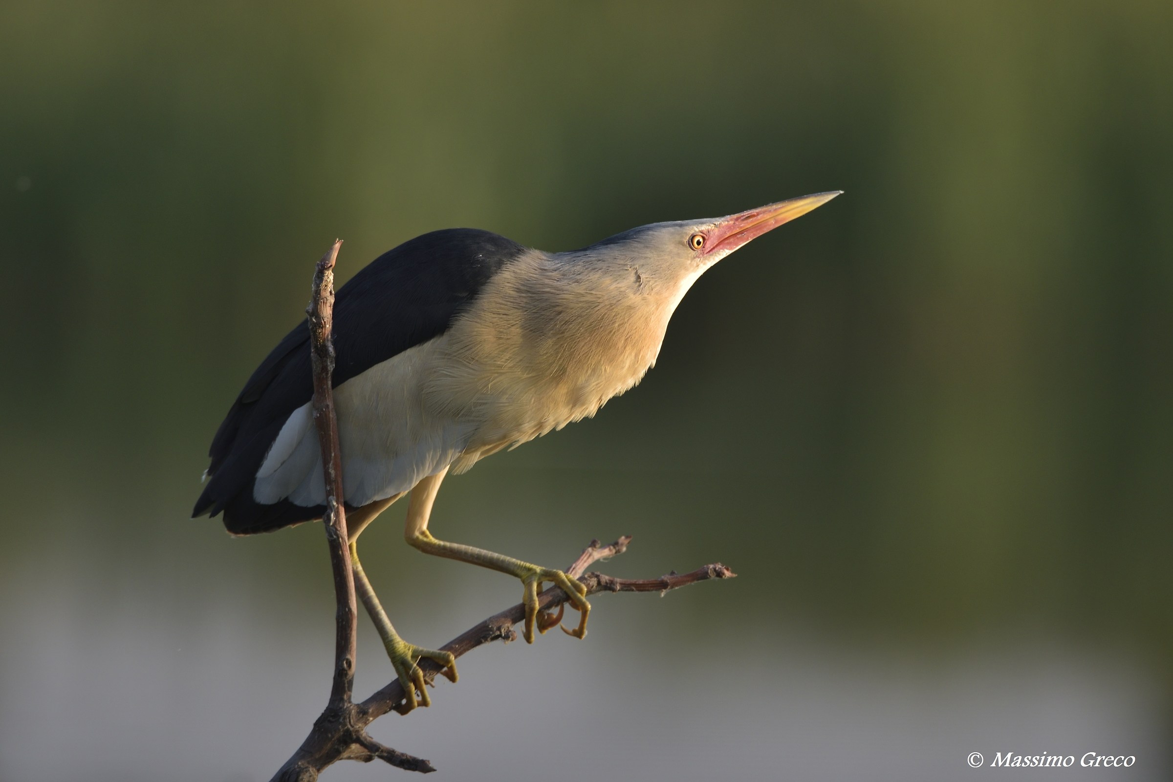 Tarabusino (Ixobrychus minutus)