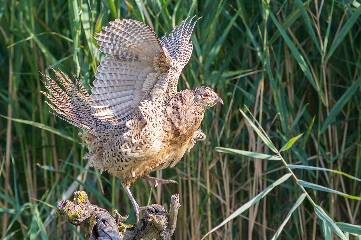 Female pheasant