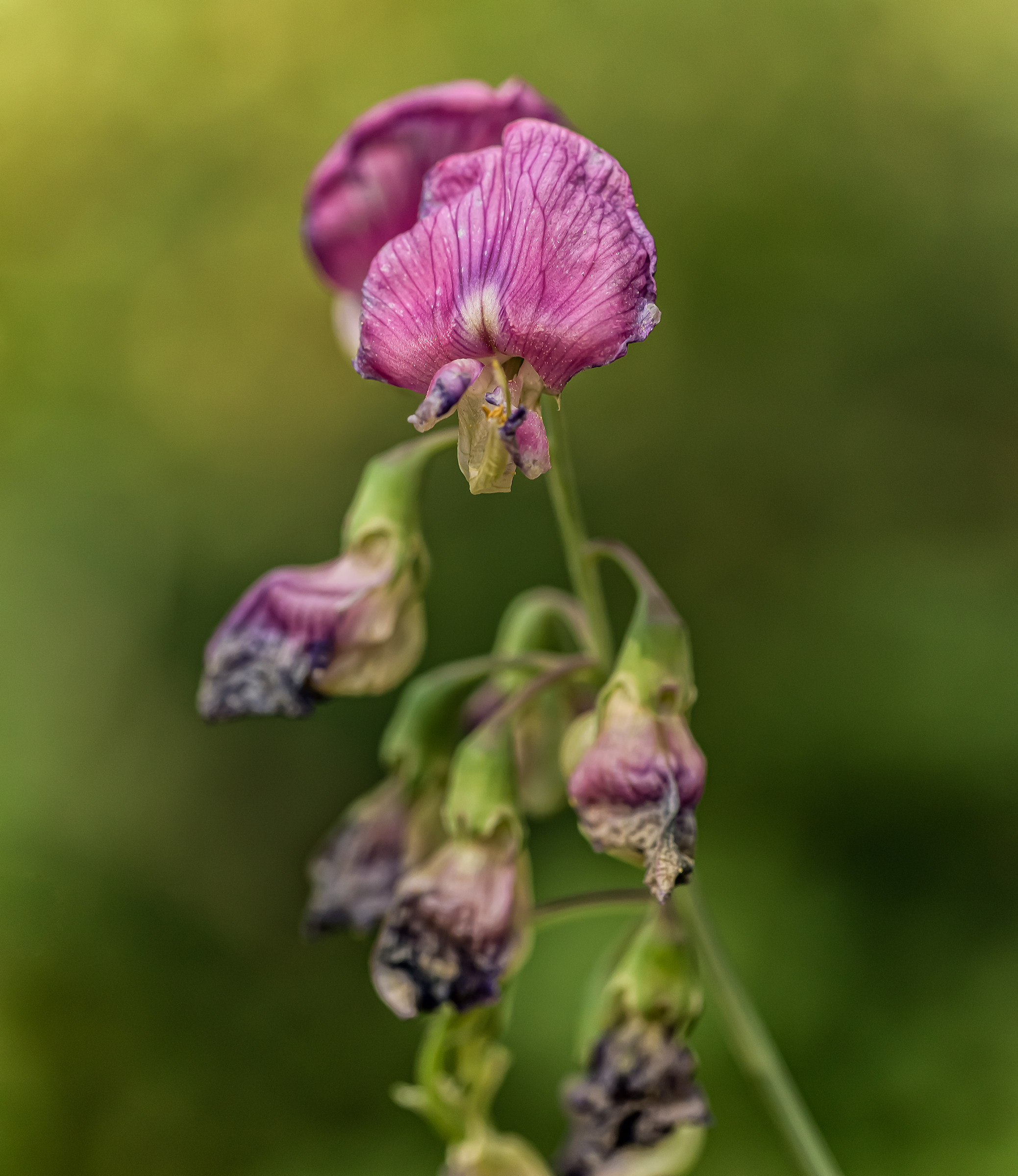 Orchidea delle murge