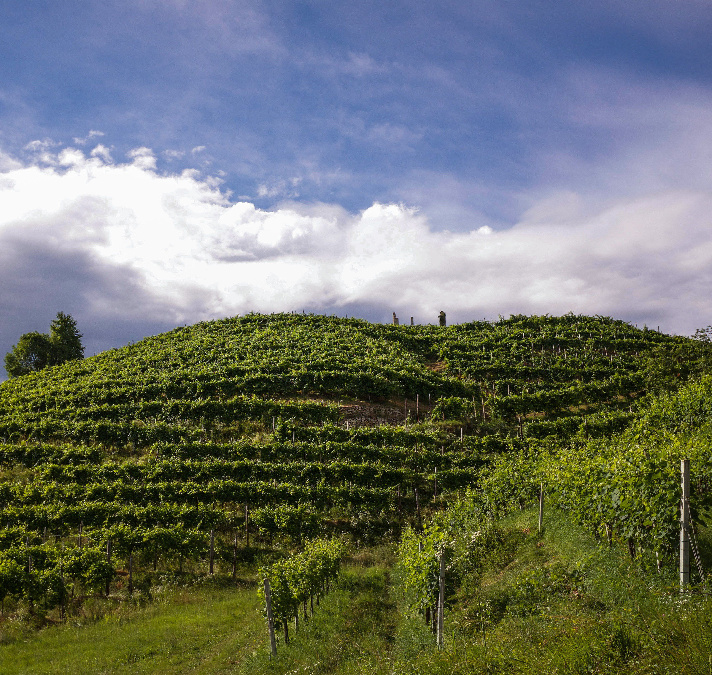 Along the sweet path of the Prosecco