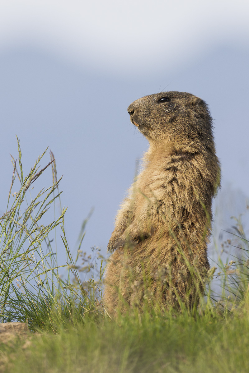 The sentinel watches the valley carefully ...
