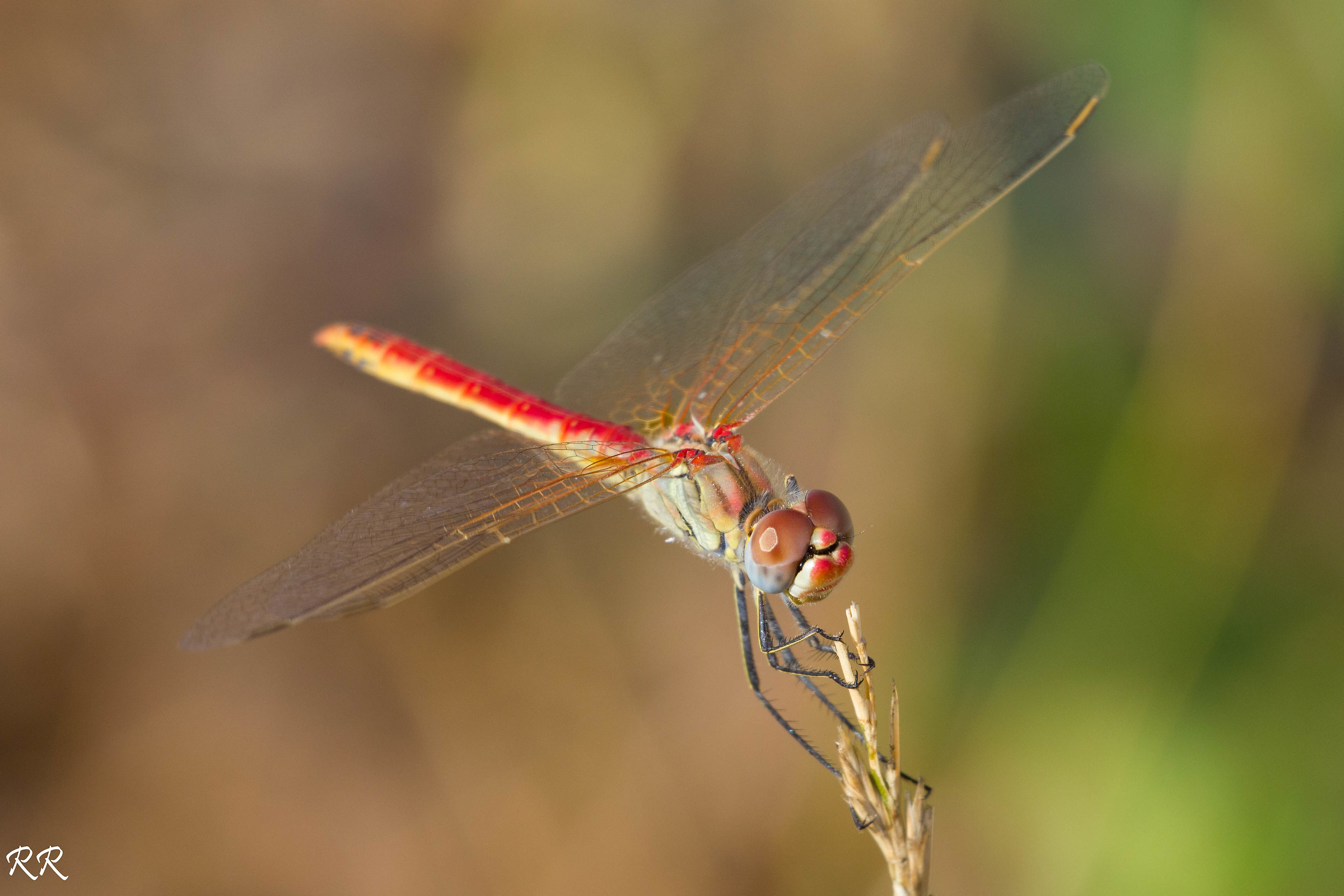 Dragonfly auripennis 1