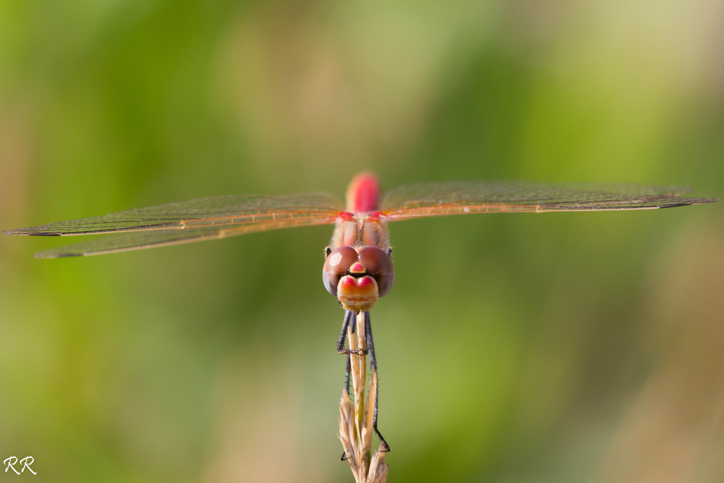 Dragonfly auripennis 6