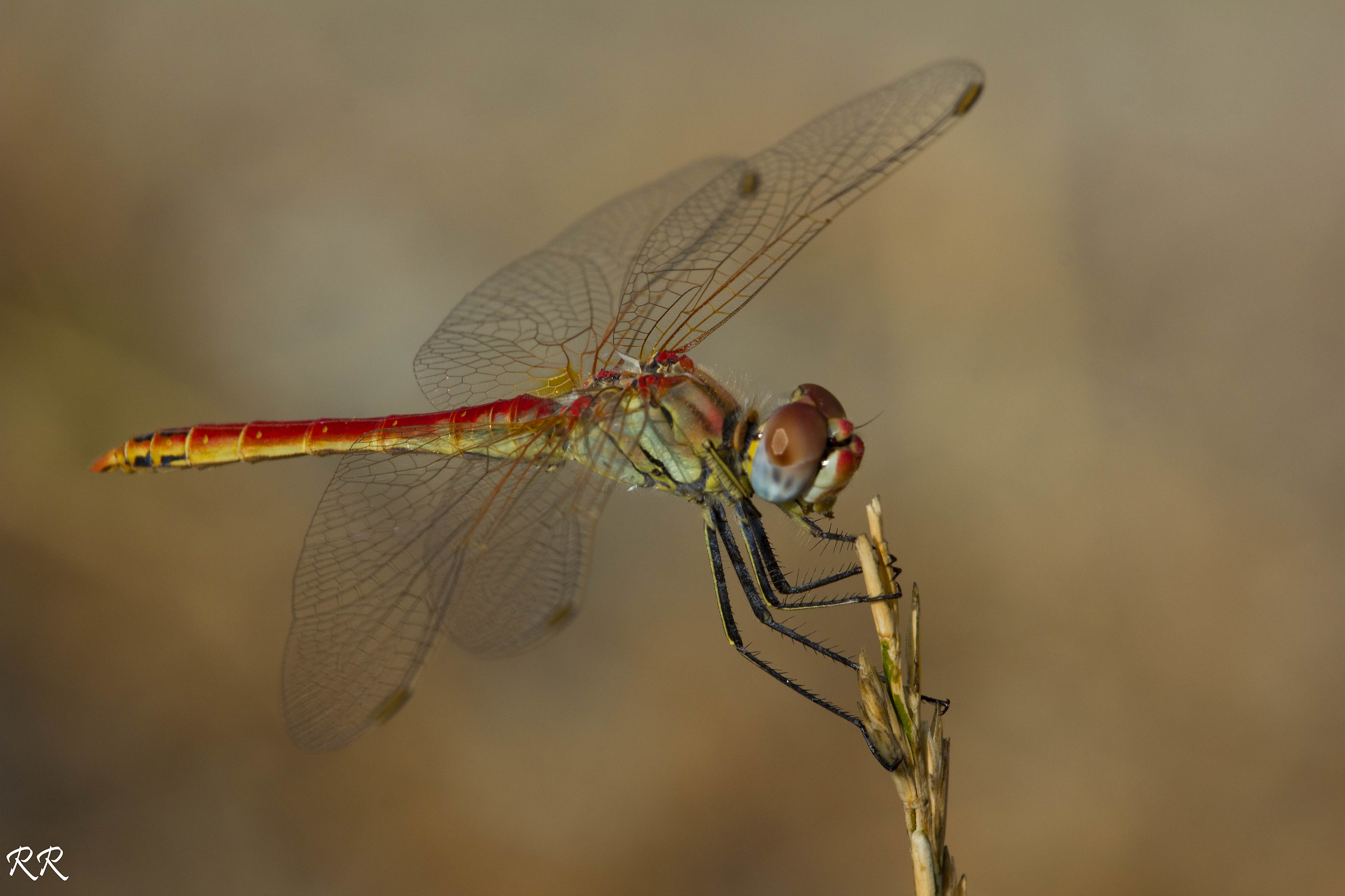 Dragonfly auripennis 7