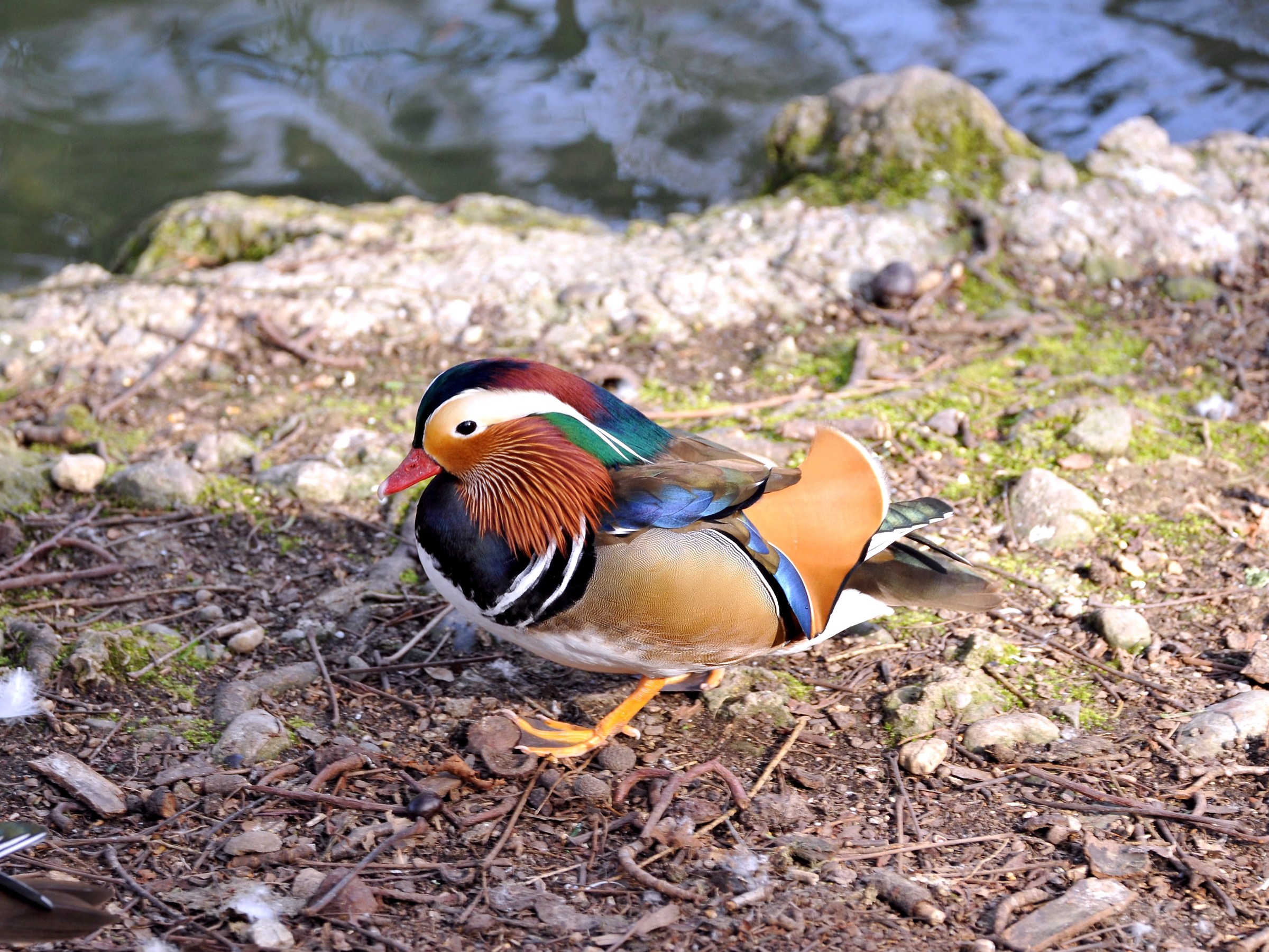 Anatra M. fuori acqua