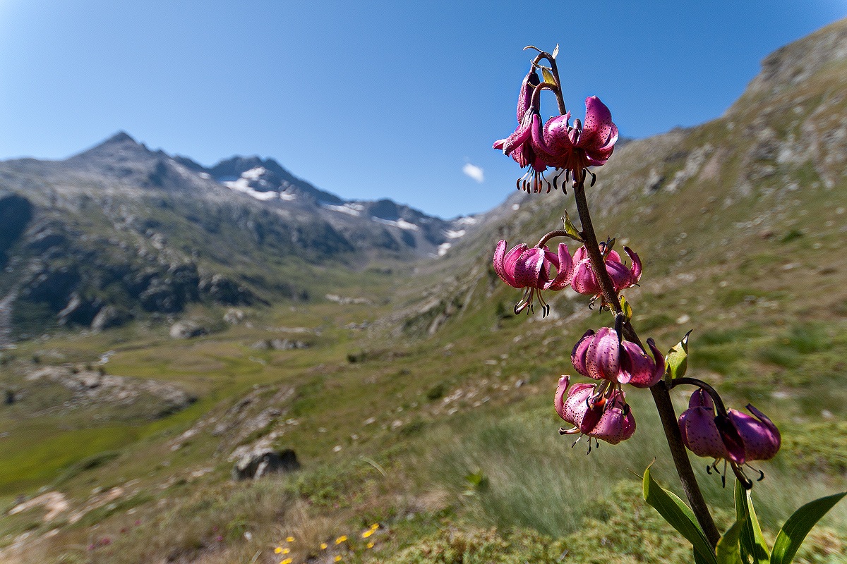 Lilium martagon above Lillaz (Cogne - AO)
