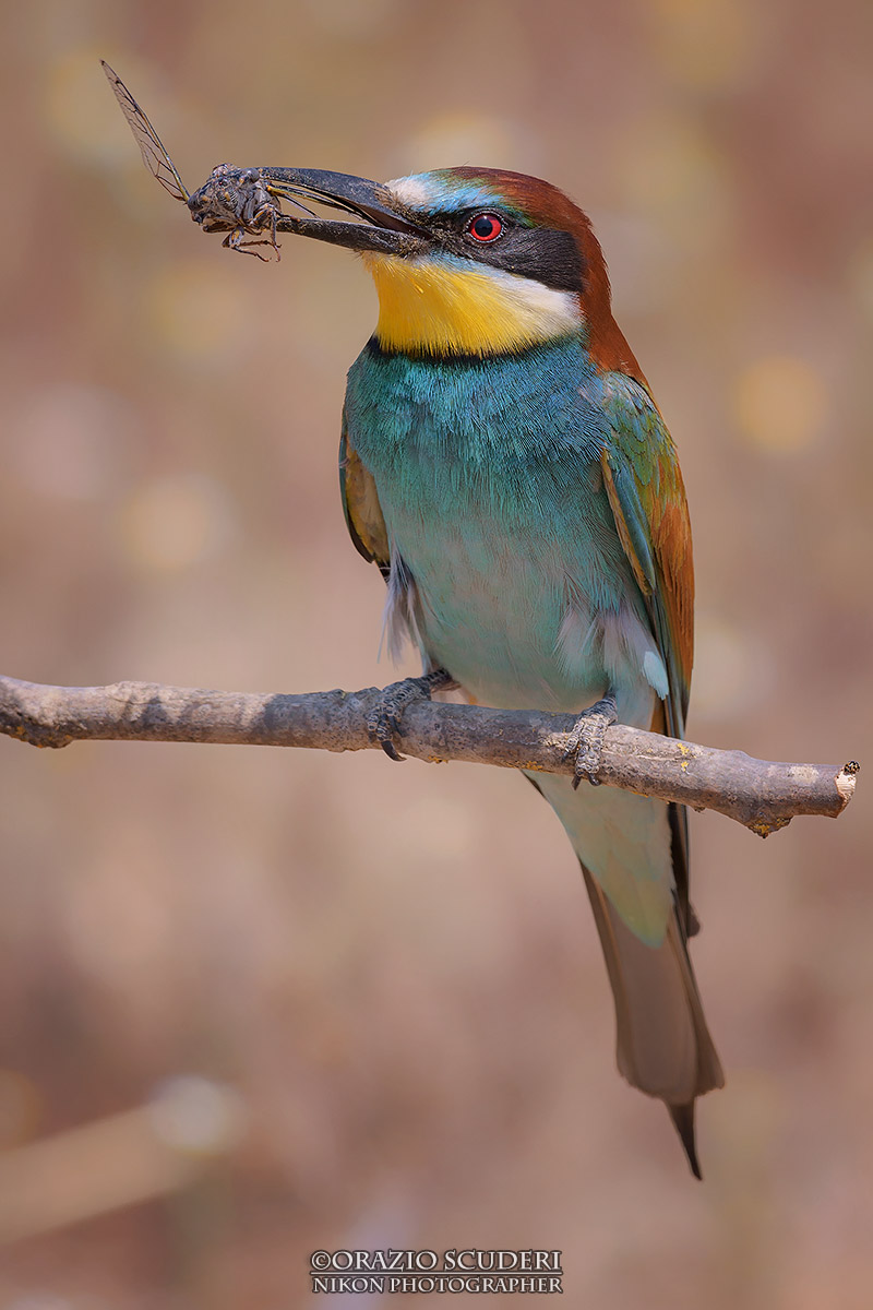 Merops apiaster