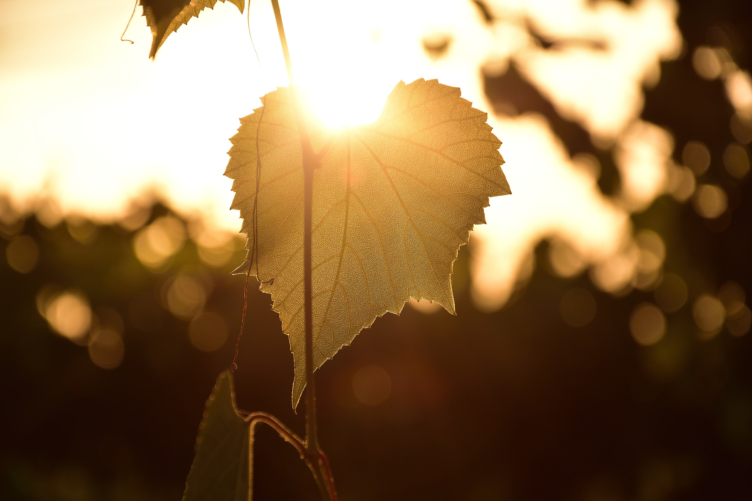 "Una foglia che par tinta di sole"