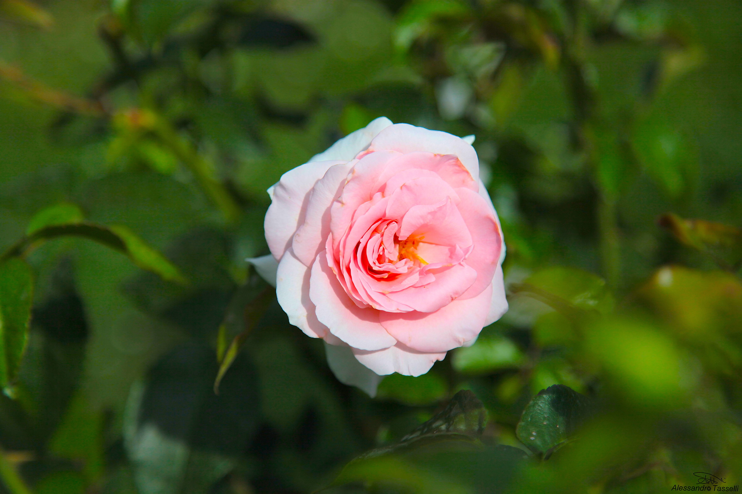 Rosa pulchra est... I