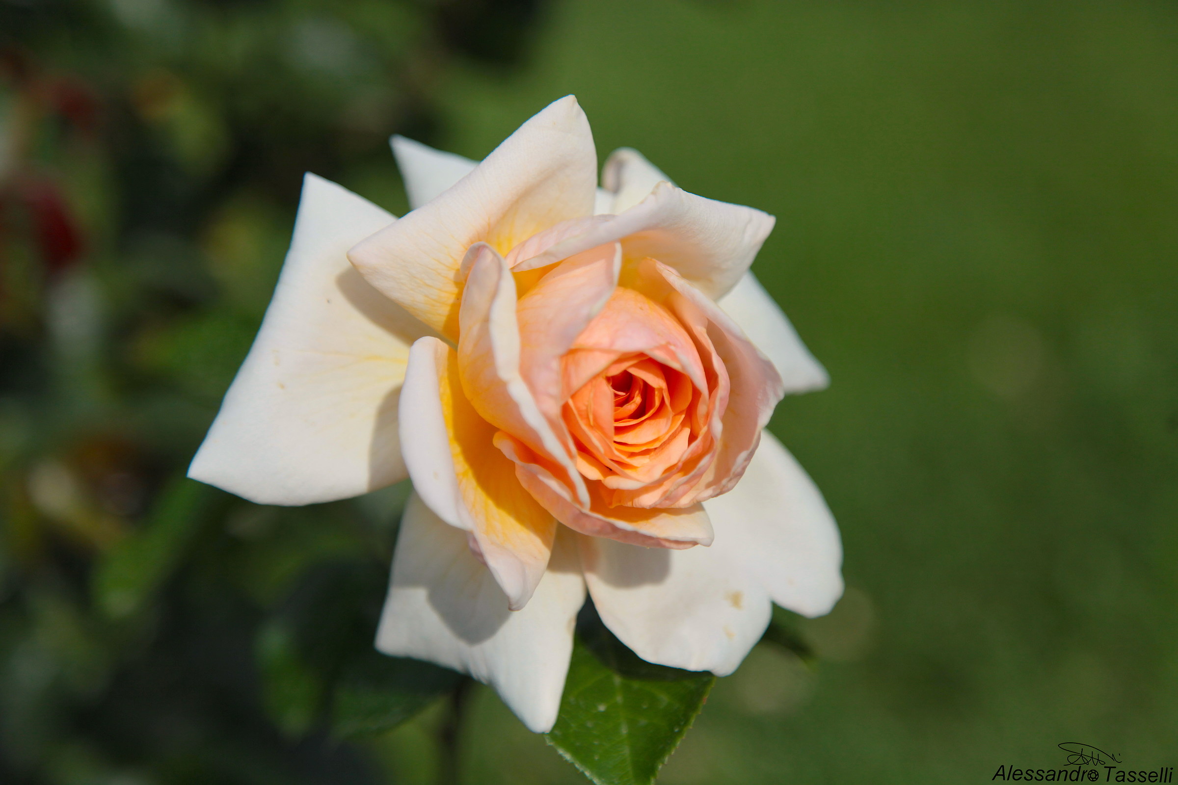 Rosa pulchra est... III