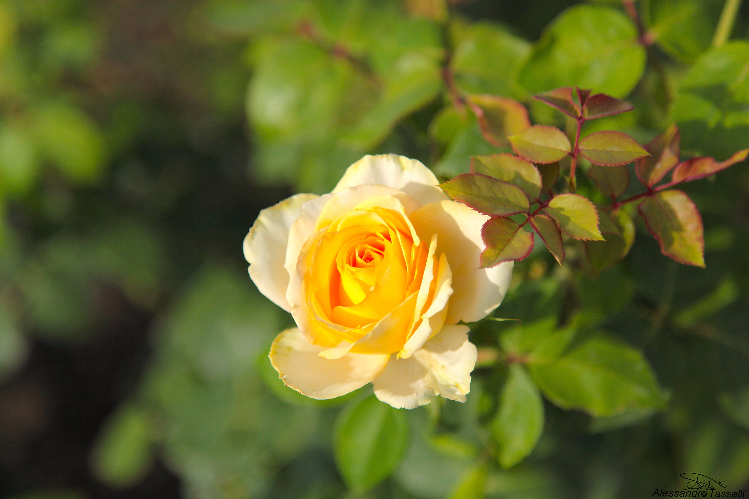 Rosa pulchra est... IV