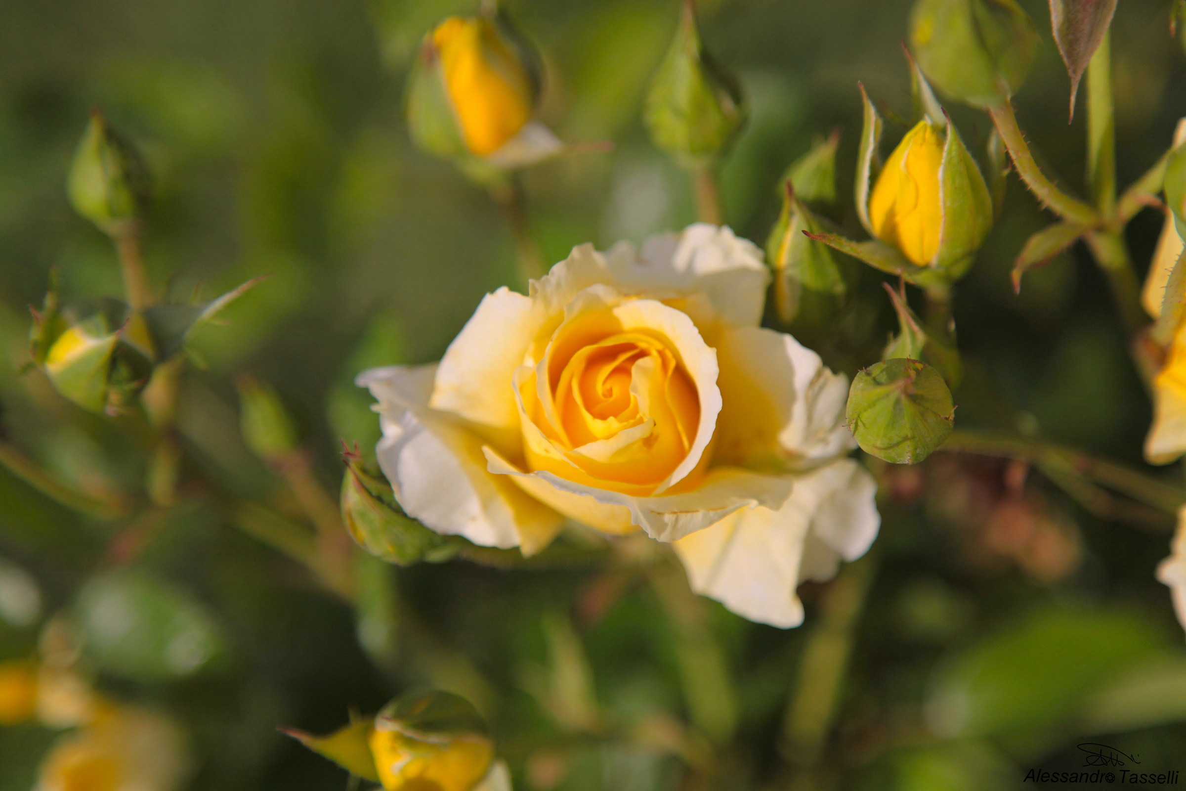 Rosa pulchra est... VI